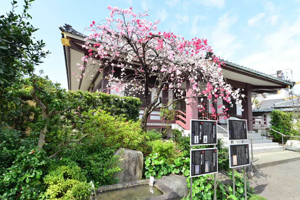 樹王山 光照寺