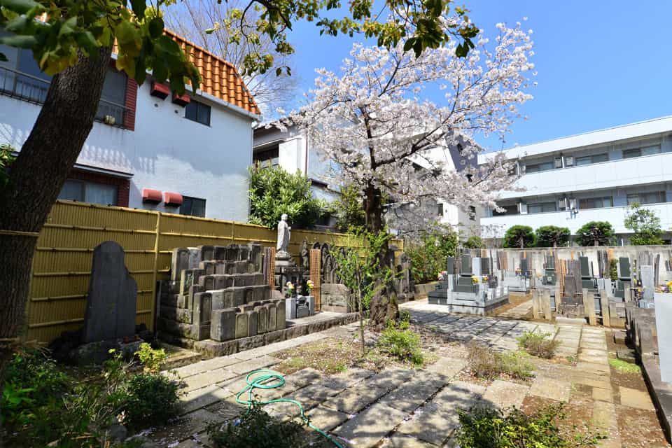 樹王山 光照寺