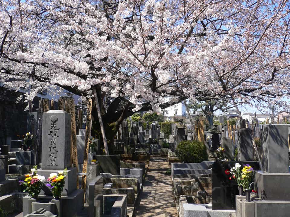 蒼龍山 松源寺